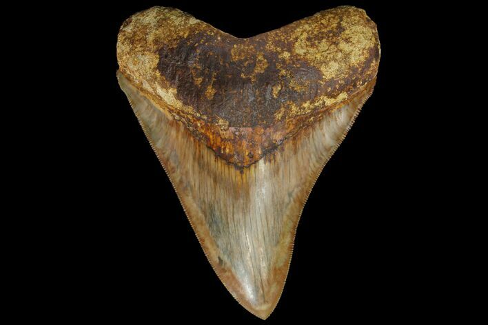 Serrated, Fossil Megalodon Tooth - Indonesia #151823